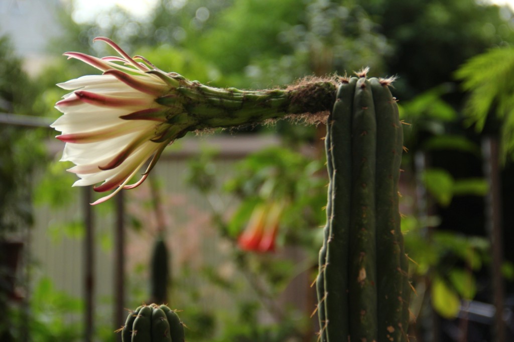 Trichocereus cactus flower